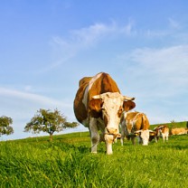 Kor går och betar grönt gräs med blå himmel och träd i bakgrunden