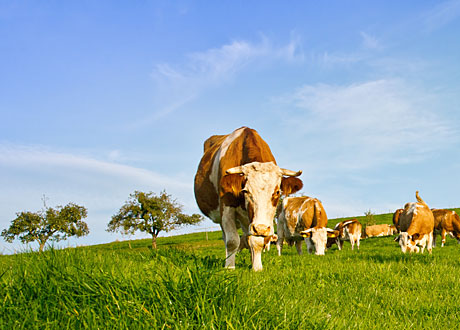 Kor går och betar grönt gräs med blå himmel och träd i bakgrunden