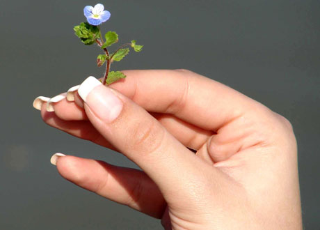 Hand med fina välskötta naglar håller i liten blå blomma