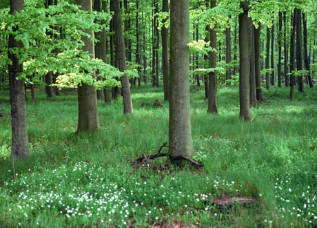 En grön skog