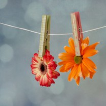 Två blommor i klädnypor på lina