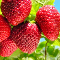6 skäl att äta jordgubbar
