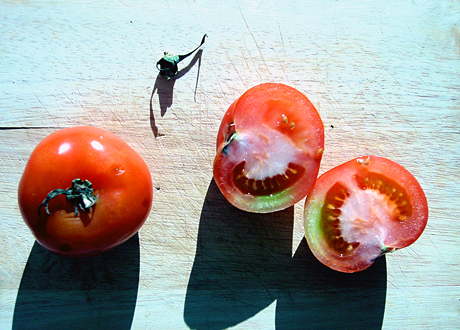 Tomater på ett bord i solsken