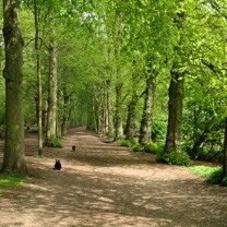 Lövskog och stig med kvinna och hundar