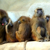 En grupp apor