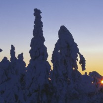 Snöbeklädda grantoppar solnedgång i bakgrunden