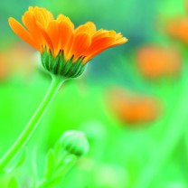 Närbild på marigold blommor
