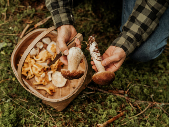 Närbild på man som plockar svamp i skogen och lägger i en kort