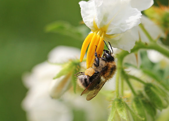 Bi sitter på vit blomma