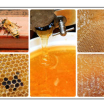 Kollage med bin och honung