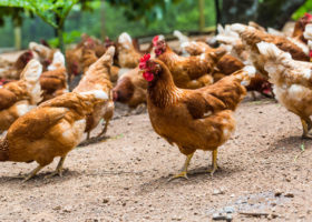 Kycklingar pickar utomhus