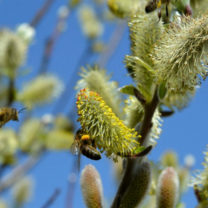 Humlor och pollen