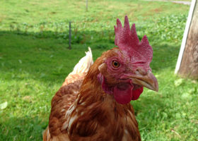Närbild kyckling