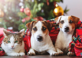 Två hundar och en katt under julfilt