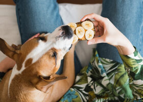 Hund äter av sin ägares banansmörgås