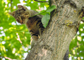 Kattunge klättrar i träd