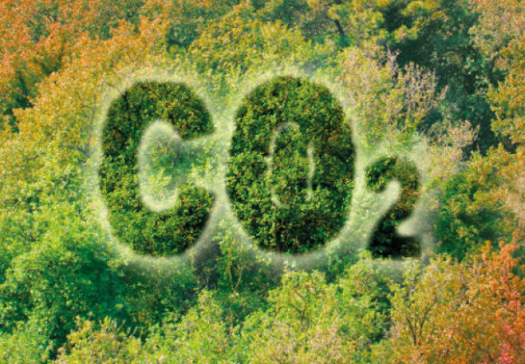 Skog fotad uppifrån med texten CO2