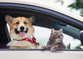 Hund och katt ser ut genom öppet bilfönster