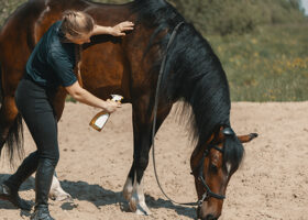 Kvinna sprayar insektsmedel på häst