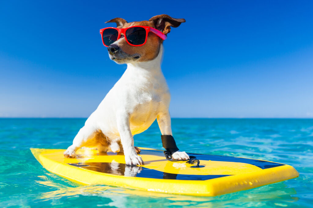 Hund med solglasögon på en surfbräda