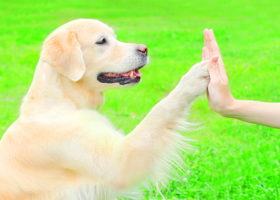 Golden retriever-hund håller sin tass mot en människas handflata