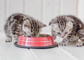Två grå kattungar äter ur en röd matskål