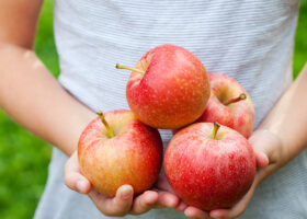 Närbild på händer som håller i fyra äpplen