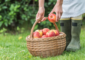 En kvinna i gummistövlar håller i en korg med äpplen på en gräsmatta
