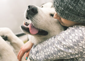Flicka kramar en vit hund