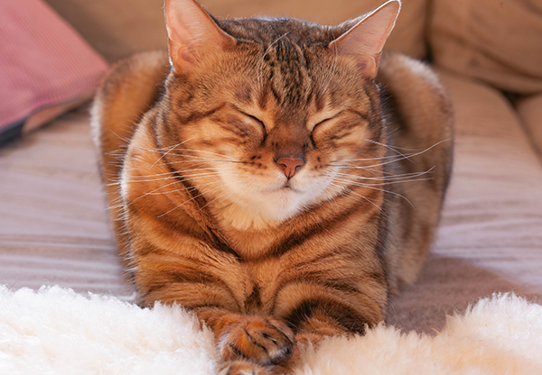 Uventet fragment Swipe Forskare: Särskild blinkning hos katter är tecken på tillgivenhet |  Kurera.se
