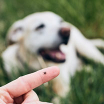 Finger med en fästing på, framför en vit hund som ligger i gräset