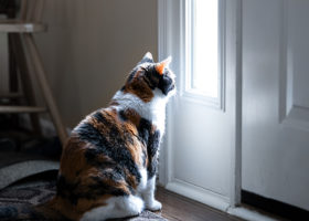 Katt sitter innanfför ytterdörren och tittar ut