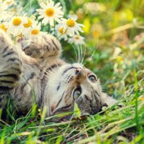 Katt liggande på rygg i gräset