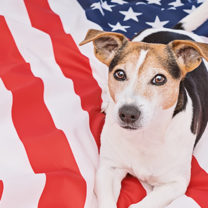 Hund ligger på amerikanska flaggan