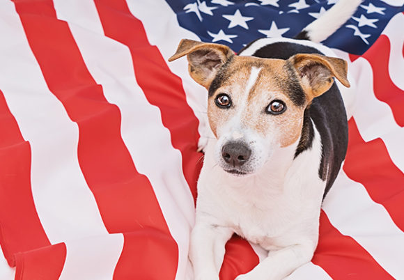 Hund ligger på amerikanska flaggan
