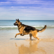 Schäferhund springer på en strand
