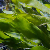 Närbild på alger i havet