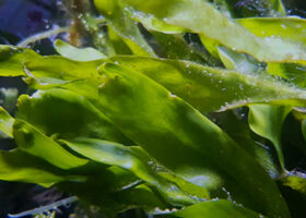 Närbild på alger i havet