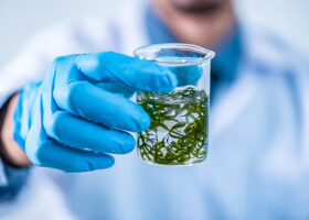 Man i labbrock håller i provrör med odlade alger