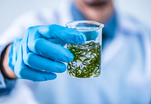 Man i labbrock håller i provrör med odlade alger