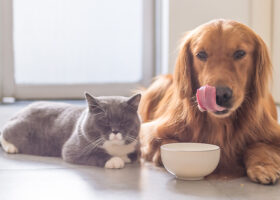 Katt och hund framför en matskål