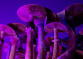 Hallucinogena svampar i lila ljus