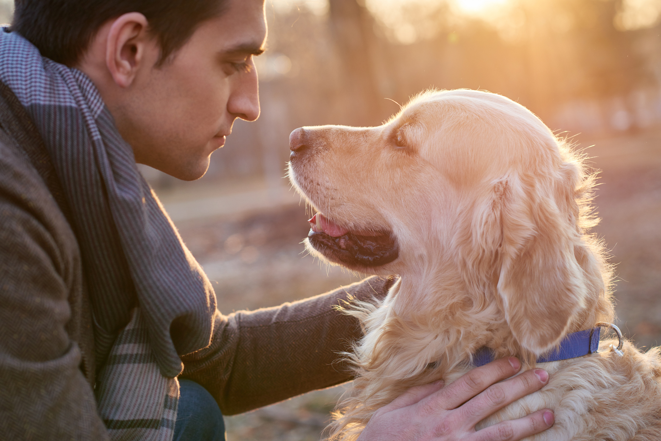 Young man stroking golden retriever in the park