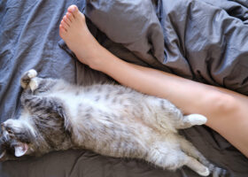 Grå katt sover på rygg bredvid kvinnas ben