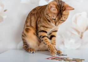 Brundrandig katt petar med tassen på pengar