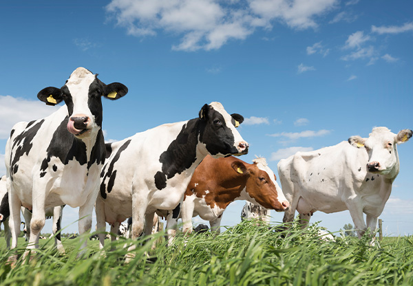 Kosttillskott ska få kor att rapa mindre – och minska metanutsläppen