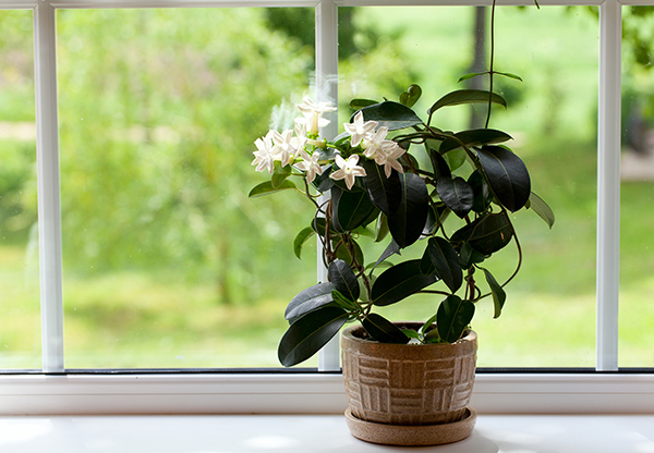 9 växter som renar hemmet och ger bättre sömn