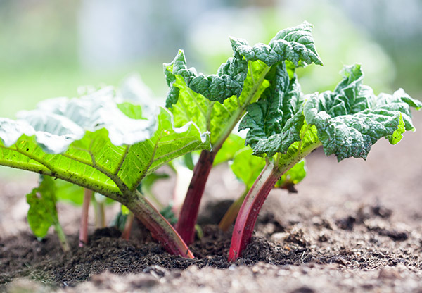 Tre näringsrika livsmedel i säsong i din trädgård