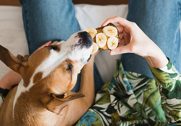 Kan hundar äta bananer och annan frukt?
