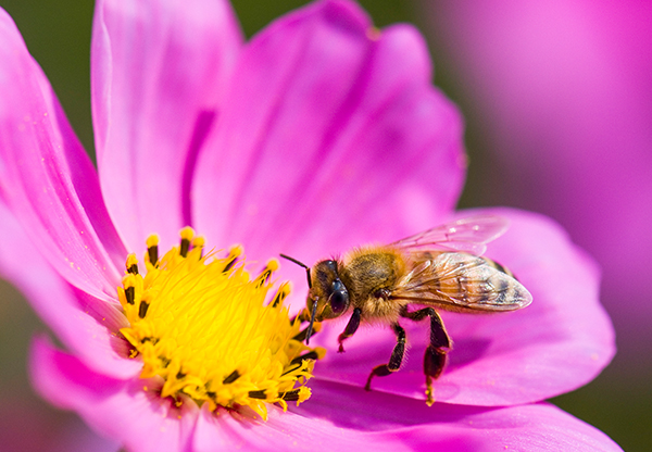 Förbudet som ska rädda våra bin